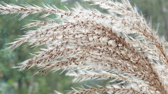 Pampas grass in the wind, Dried flowers close up