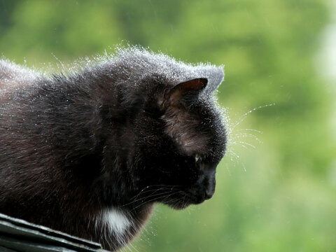 le chat dort