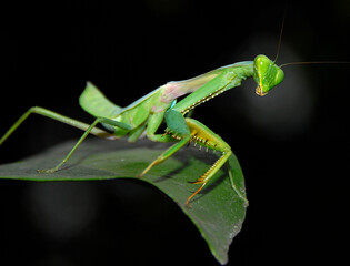green praying mantis