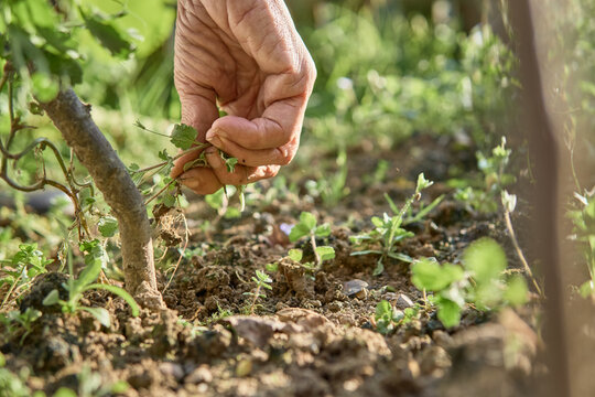 Closeup shot of an aged person hand taking the harvest from the garden