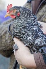 Speckled hen in hands close up.