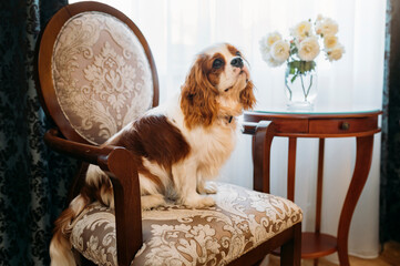 Cavalier King Charles Spaniel dog indoors resting in the chair