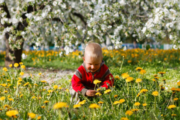 child in apple orchard in bloom and dandelion field