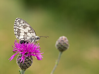 Marbled white butterfly (Melanargia galathea) on greater knapweed flower
