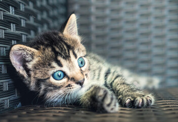 Tabby cat, small striped blue-eyed kitten	