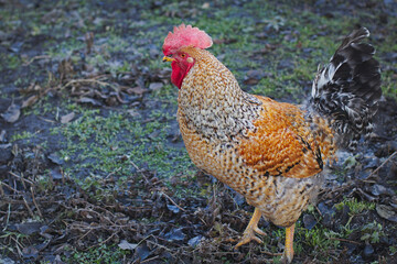 Cock walking on the farm yard.