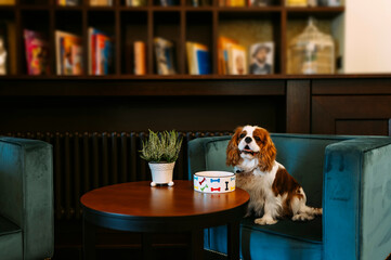 Cavalier King Charles Spaniel dog indoors resting in the chair