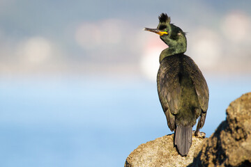 Cormorán moñudo ( Phalacrocorax aristotelis) sobre la roca en Noruega.