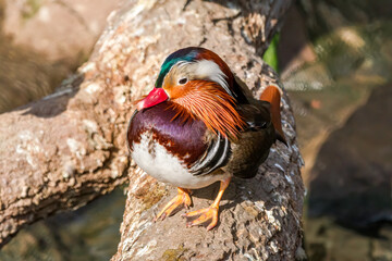 Drake of Mandarin Duck (Aix galericulata) in park