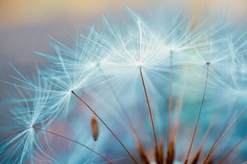 beautiful dandelion flower seed, abstract and blue background,