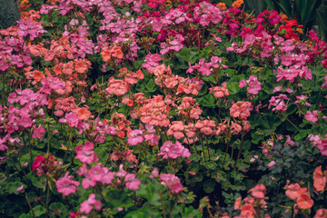 Fototapeta na wymiar Bright autumn geraniums and begonias, holiday card. Blooming autumn garden