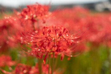 彼岸花