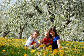 Fototapeta premium family in apple orchard in bloom and dandelion field