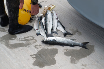 fisherman with caught fish. scuba diver with caught fish. Freshly fish caught one by one