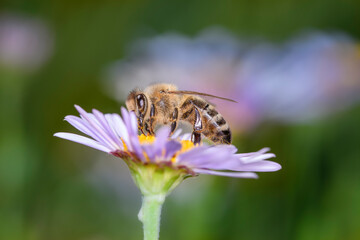 Bee - Apis mellifera - pollinates Aster dumosus