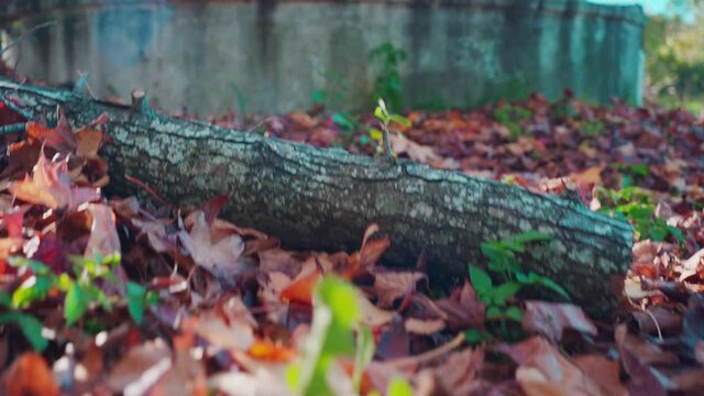 The leaves of an old maple fell on ground.Colorful autumn in Australia