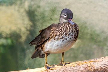 Mandarin Duck (Aix galericulata) female in park
