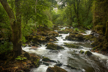 Fototapeta premium El rio fluye por el bosque
