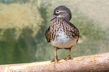 Mandarin Duck (Aix galericulata) female in park