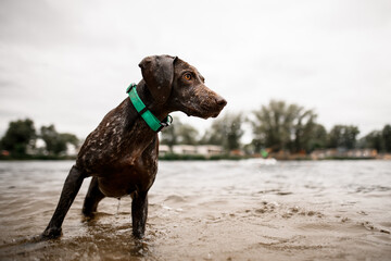 lovely shorthaired pointer dog stands in the water against the background of the coastline.