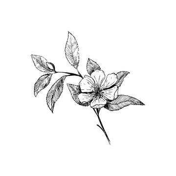Cherry blossom branch isolated on a white background. Vintage Botanical hand - drawn illustration. Spring flowers of Apple or cherry trees.