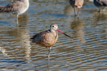 Marbled Godwit (Limosa fedoa) in Malibu Lagoon, California, USA