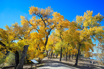 Fototapeta premium Cottonwood trees, Corn Lake in Fall, Grand Junction, Colorado