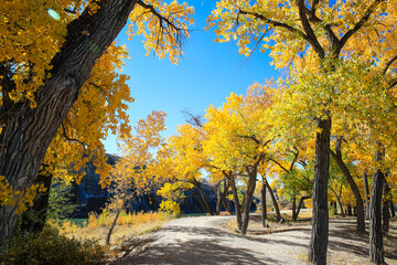 Cottonwood trees, Corn Lake in Fall, Grand Junction, Colorado. James M. Robb – Colorado River State Park. Autumn Leaf peeping