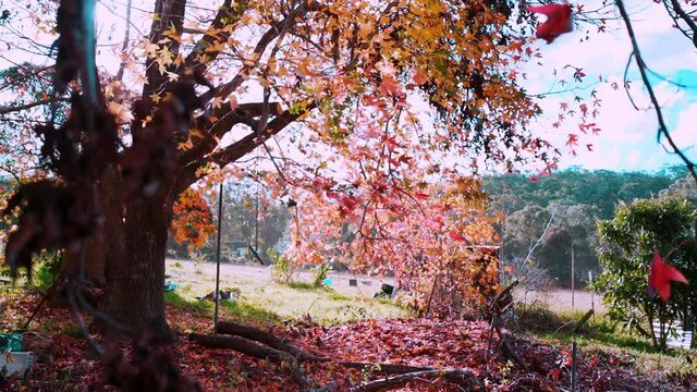 The wind blows the leaves of an old maple tree. 