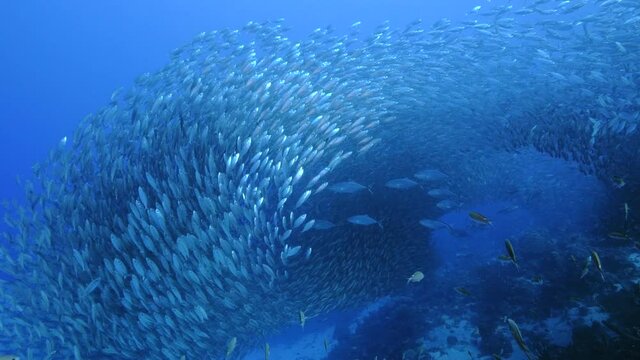 Blue Runner in bait ball / school of fish in turquoise water of coral reef in Caribbean Sea / Curacao