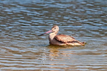 Marbled Godwit (Limosa fedoa) in Malibu Lagoon, California, USA