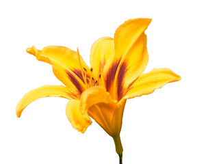 Yellow Lillie blossoming flower with green stem side view isolated on white