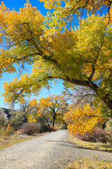 Fototapeta premium Cottonwood trees, Corn Lake in Fall, Grand Junction, Colorado