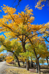 Fototapeta premium Cottonwood trees, Corn Lake in Fall, Grand Junction, Colorado