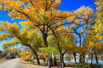 Cottonwood trees, Corn Lake in Fall, Grand Junction, Colorado