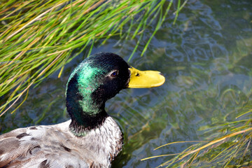 mallard swimming in the river with changing colors