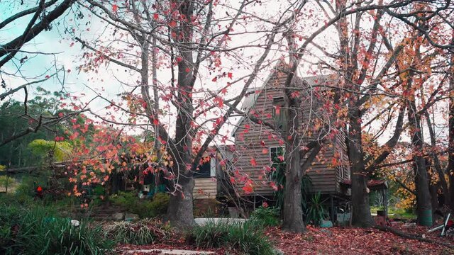 Old house with maple tree in an autumn farm. Colorful autumn house in Australia