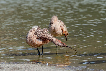 Marbled Godwits (Limosa fedoa) in Malibu Lagoon, California, USA
