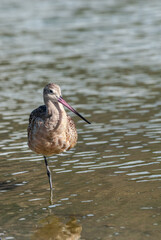 Marbled Godwit (Limosa fedoa) in Malibu Lagoon, California, USA
