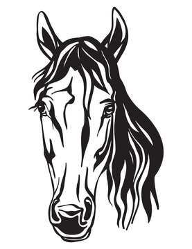 Beauty portrait of line black contour horse