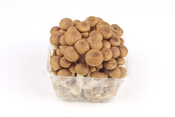 Shimeji mushroom on white background