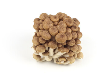 Shimeji mushroom on white background