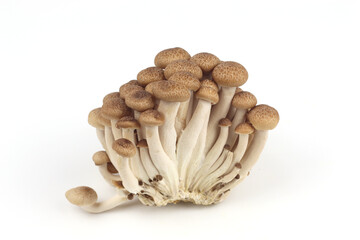 Shimeji mushroom on white background