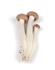 Shimeji mushroom on white background