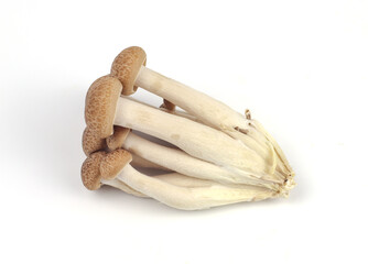 Shimeji mushroom on white background