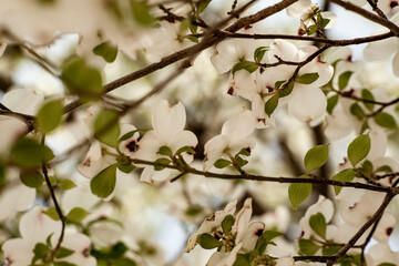白い花、黒い花