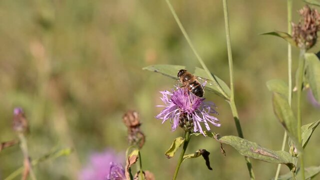 bee collecting pollen from purple flowers. Anthophila flying from flower to flower during the summer