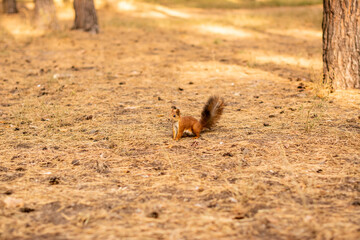 squirrel on the ground