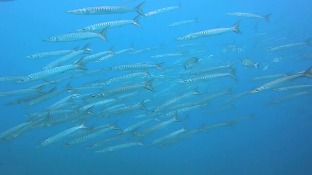 School of barracudas swimming in the blue