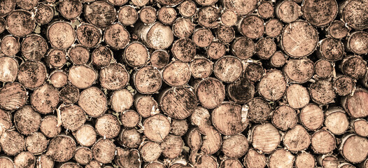 Round teak woods trees circle stumps cutted group. Deforestation. Tree stumps background. Pieces of...